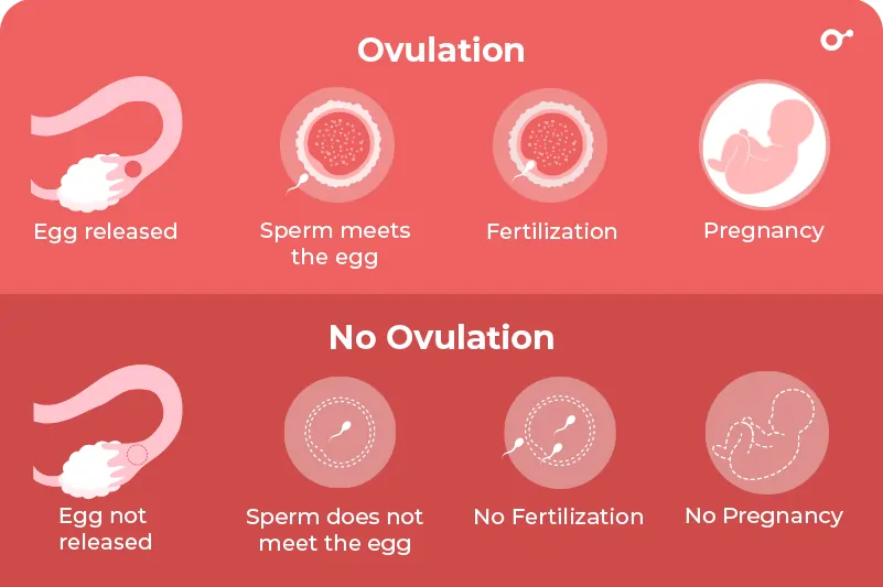 Health Conditions Cause Ovulation Without Periods