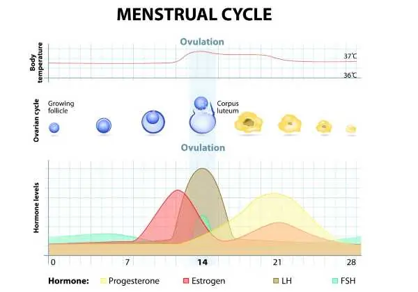 menstrualcycle1