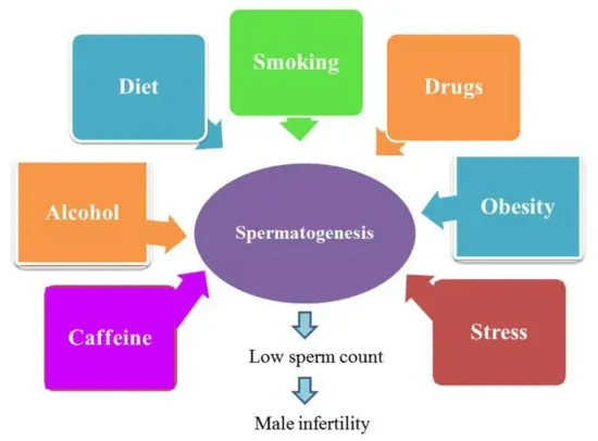 Low Sperm Count and Male Infertility